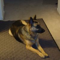 Rainbow Animal Hospital: Wolf S DVM ico