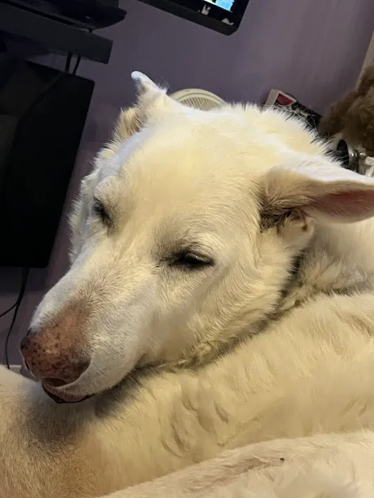 Sahara Animal Hospital 8