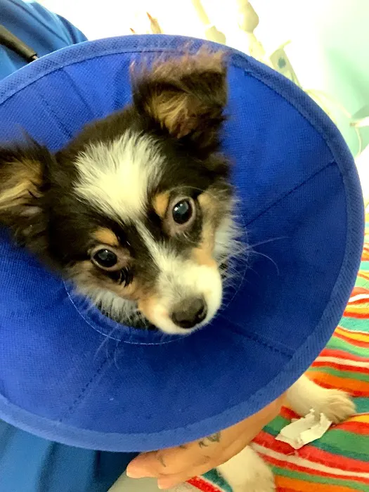 Sahara Animal Hospital 2