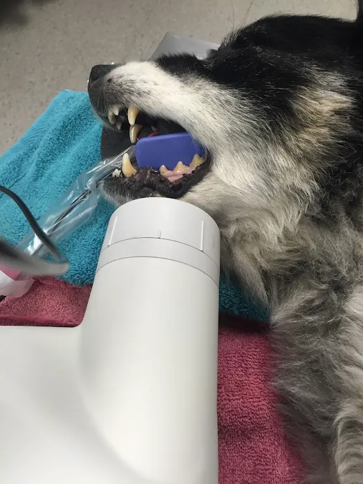 Sahara Animal Hospital 5