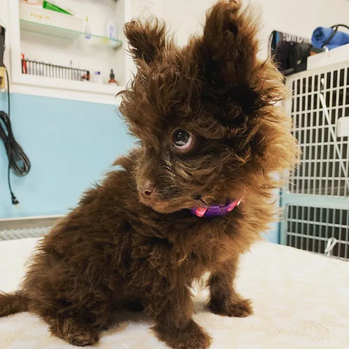 Sahara Animal Hospital 4