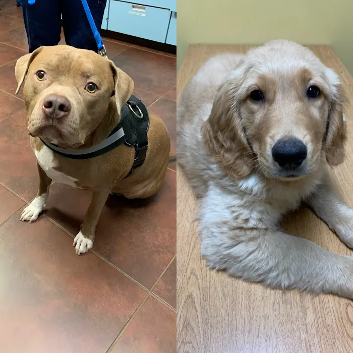 Sahara Animal Hospital 7