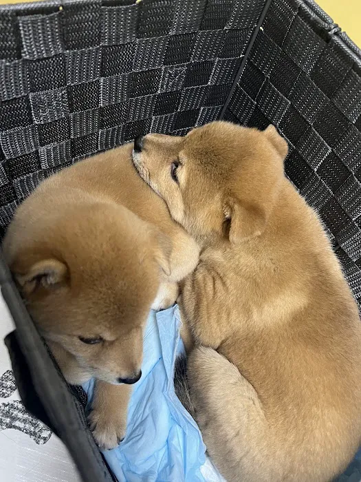 Sahara Animal Hospital 3
