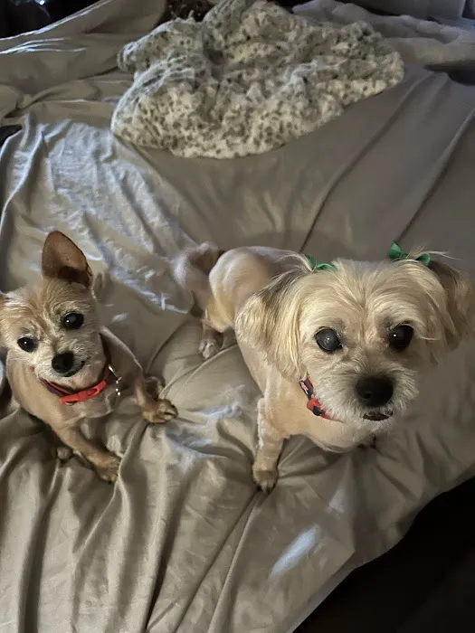 Eye Care for Animals - Las Vegas 1
