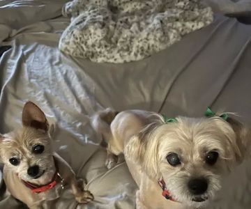 Eye Care for Animals - Las Vegas