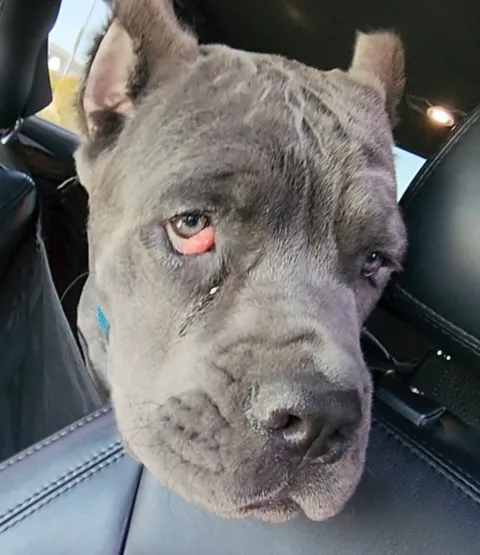 Eye Care for Animals - Las Vegas 3