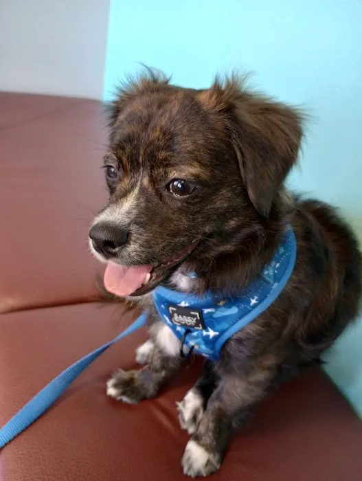 Eye Care for Animals - Las Vegas 4