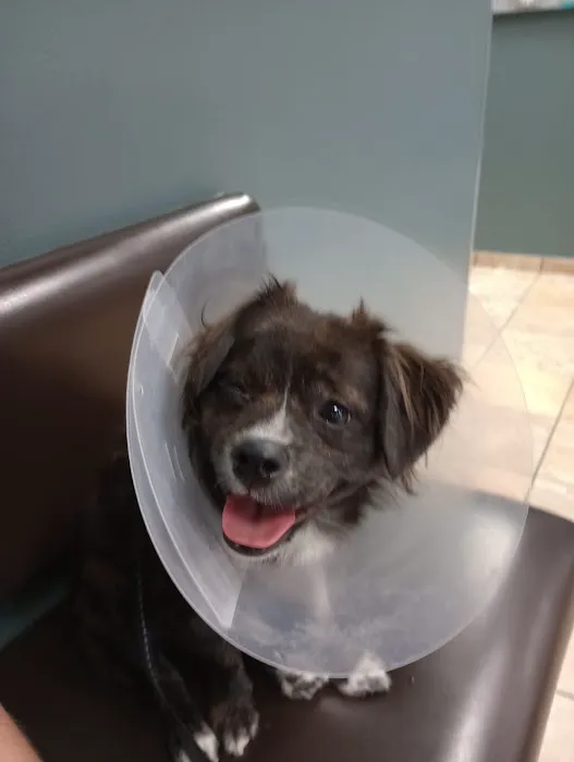 Eye Care for Animals - Las Vegas 5