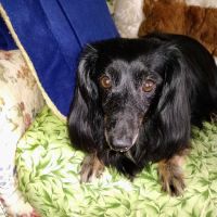 Beach St Johns Animal Hospital ico