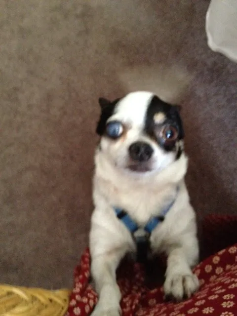 Animal Eye Clinic 1