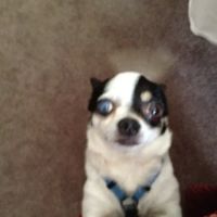 Animal Eye Clinic ico