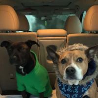 Pottsburg Creek Animal Clinic ico