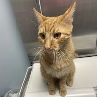 SJB Animal Care Center ico