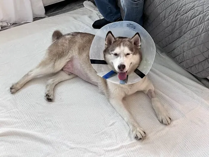 Banfield Pet Hospital 12