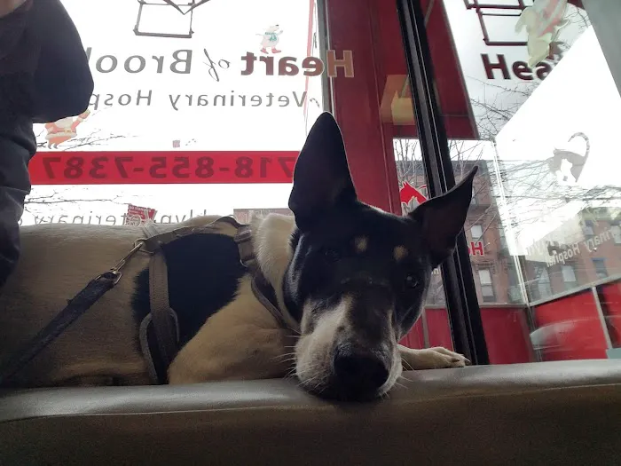 Heart of Brooklyn Veterinary Hospital Fort Greene 5