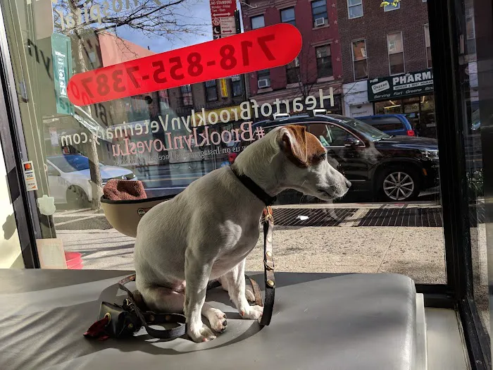 Heart of Brooklyn Veterinary Hospital Fort Greene 3