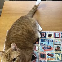Heart of Brooklyn Veterinary Hospital Fort Greene ico