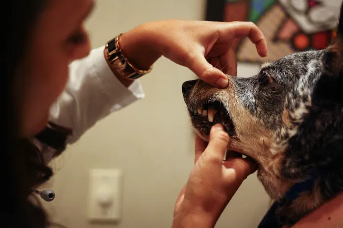 Pure Paws Veterinary Care of Clinton Hill 2