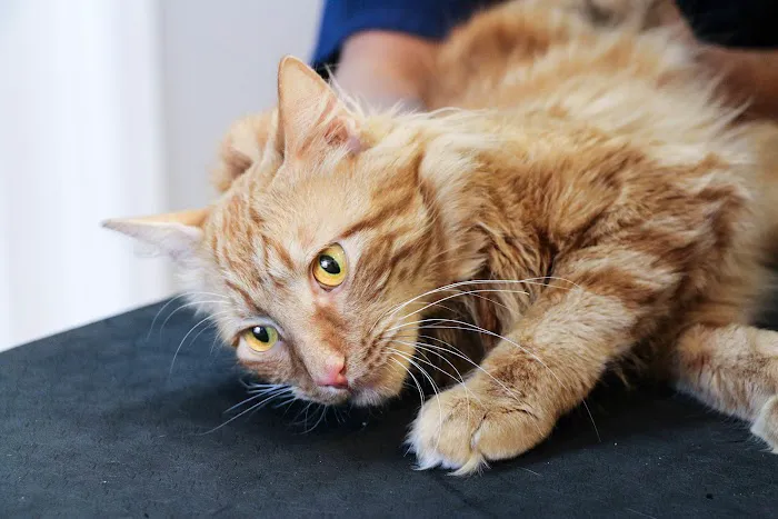 Pure Paws Veterinary Care of Clinton Hill 4