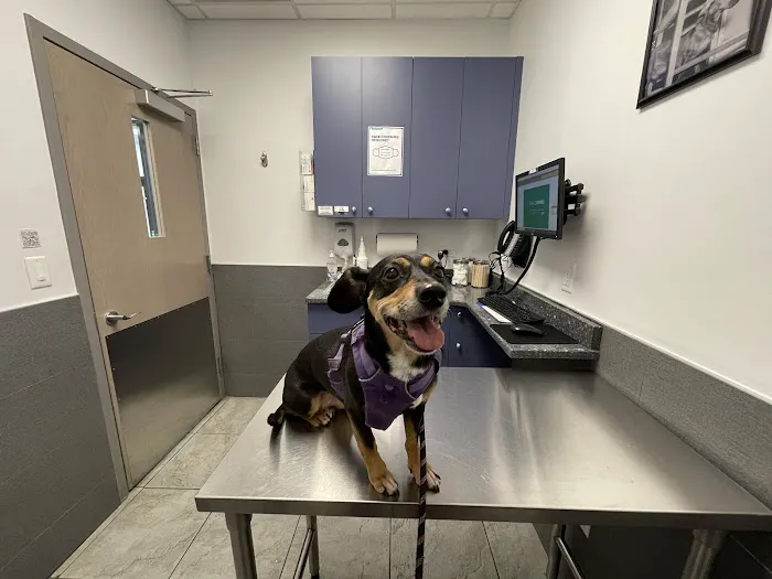 Court Square Animal Hospital 1