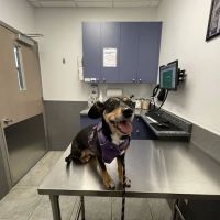 Court Square Animal Hospital ico