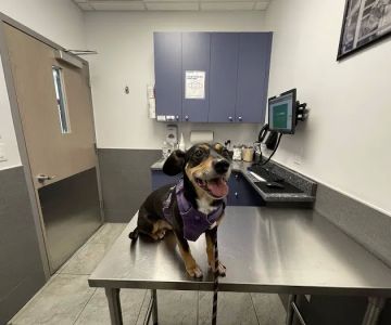 Court Square Animal Hospital