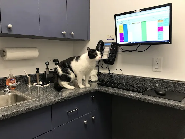Court Square Animal Hospital 6