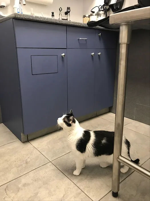 Court Square Animal Hospital 8