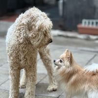 East Side Animal Hospital ico