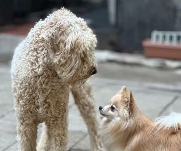 East Side Animal Hospital