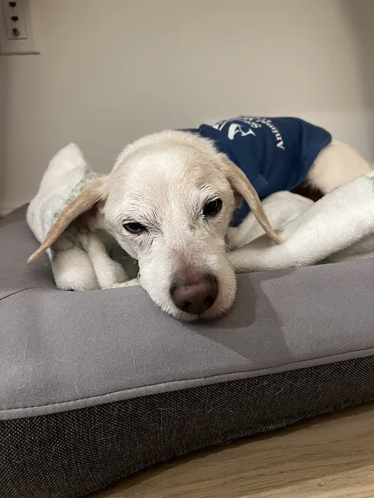 The Schwarzman Animal Medical Center 7
