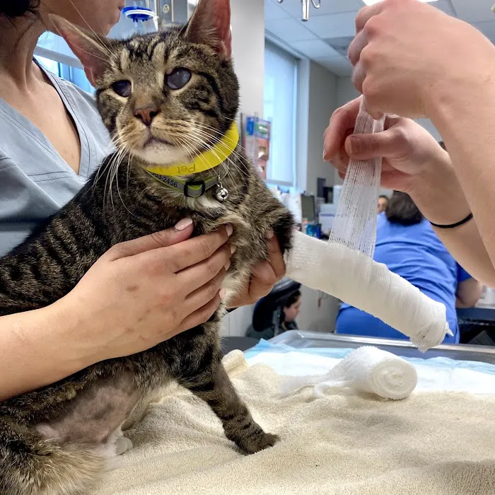 The Schwarzman Animal Medical Center 5