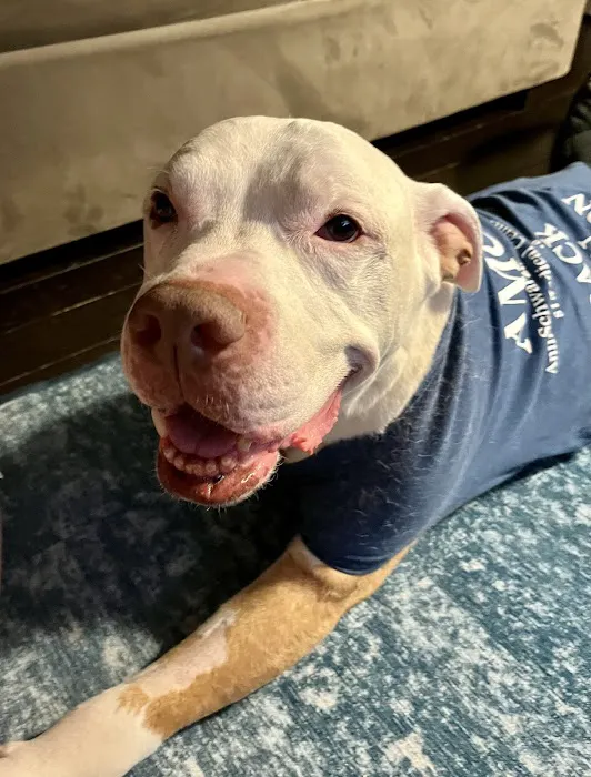 The Schwarzman Animal Medical Center 2