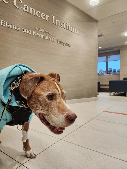 The Schwarzman Animal Medical Center 6