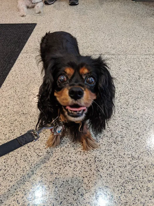 Gramercy Park Animal Hospital 9