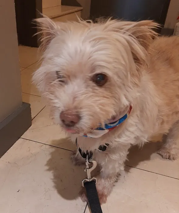Gramercy Park Animal Hospital 8