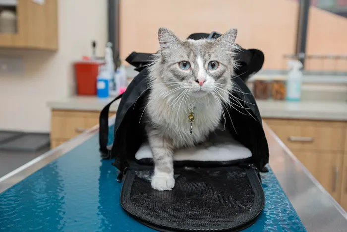 Bond Vet - Kips Bay 6