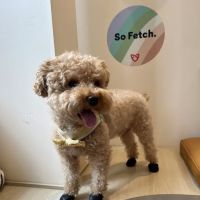 Bond Vet - Kips Bay ico