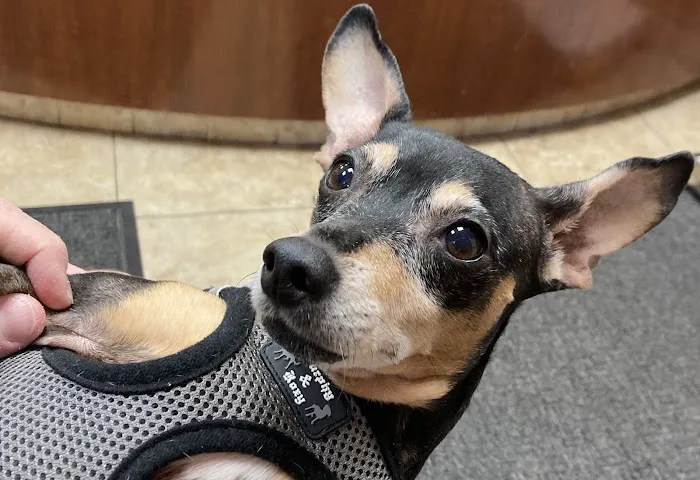 Abingdon Square Veterinary Clinic 6