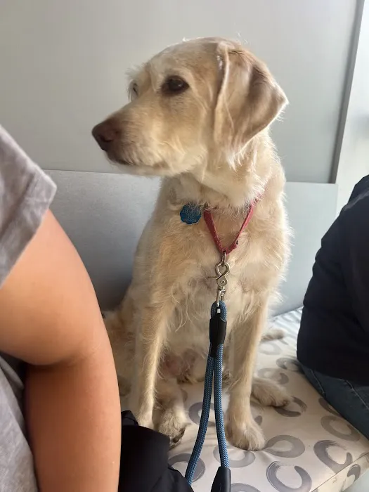Tribeca Soho Animal Hospital 8