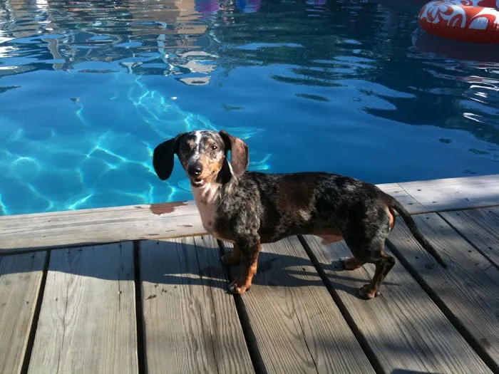 Water4Dogs Rehabilitation Center 5