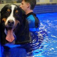 Water4Dogs Rehabilitation Center ico
