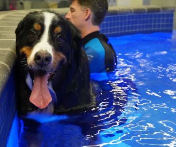 Water4Dogs Rehabilitation Center