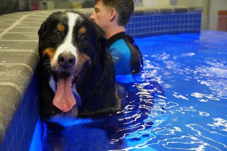 Water4Dogs Rehabilitation Center