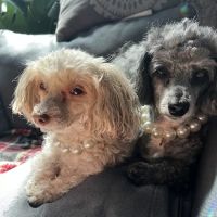 Worth Street Veterinary Center ico