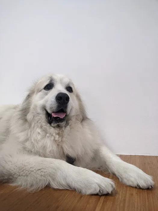 Worth Street Veterinary Center 12