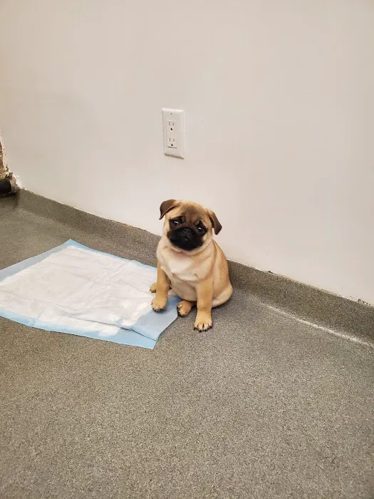 Worth Street Veterinary Center 12