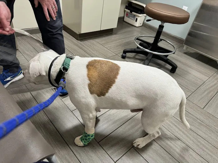 BluePearl Pet Hospital Downtown NYC 6