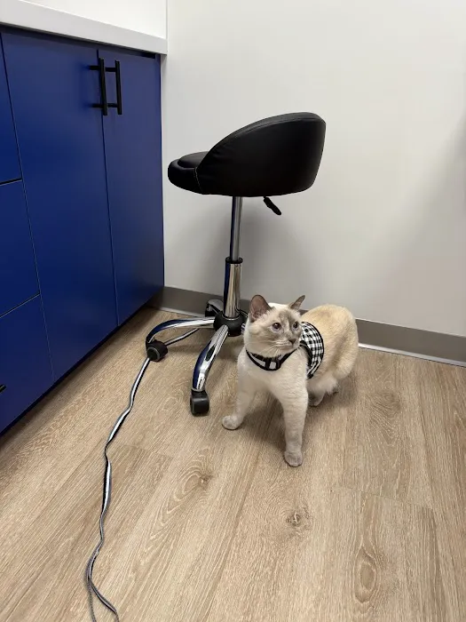 Prism Veterinary Dentistry 12