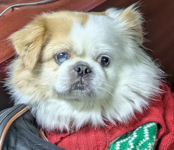 Midtown Animal Hospital 10